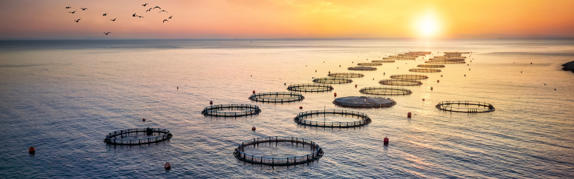 Aquaculture